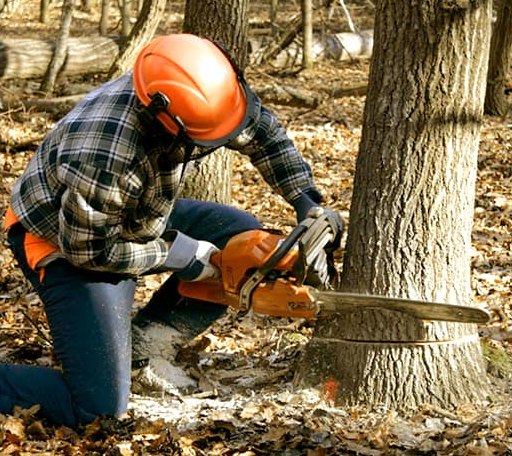 Tree Removal in Barrington, NH